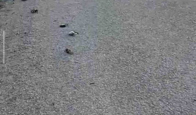 Onlarca kuş yolda telef olmuş halde bulundu