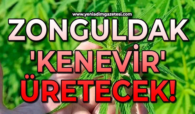 Zonguldak 'kenevir' üretecek!