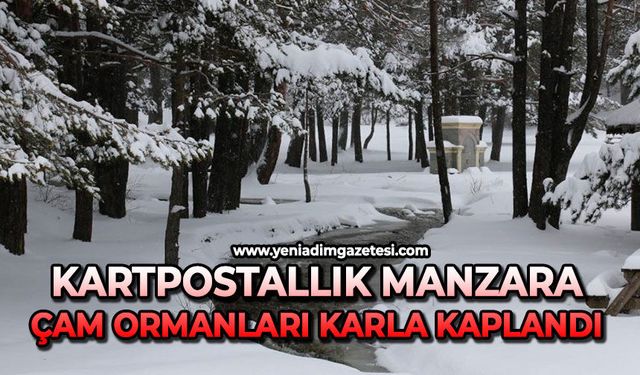 Kartpostallık manzara: Çam ormanları karla kaplandı