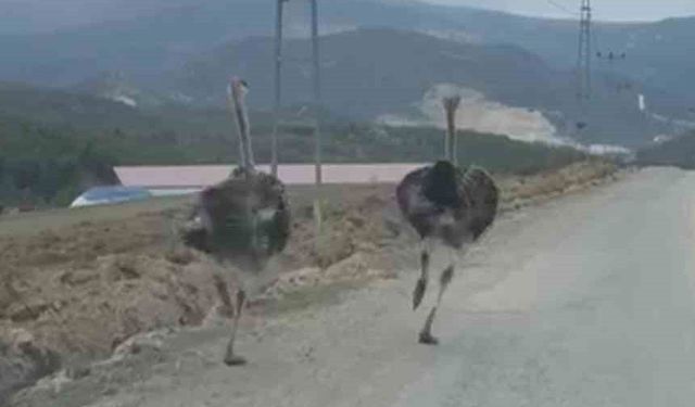 Köy yolunda koşan deve kuşları kameraya yansıdı