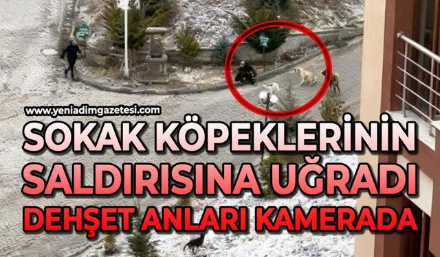 Sokak köpeklerinin saldırısına uğradı: O anlar kamerada