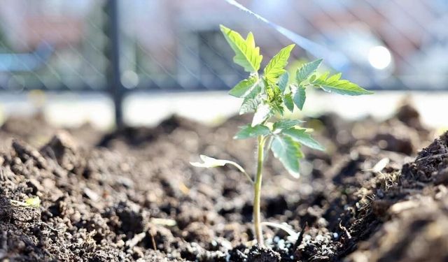 Kendi kompost gübresini üreten belediyeden 'ata tohumu' hamlesi