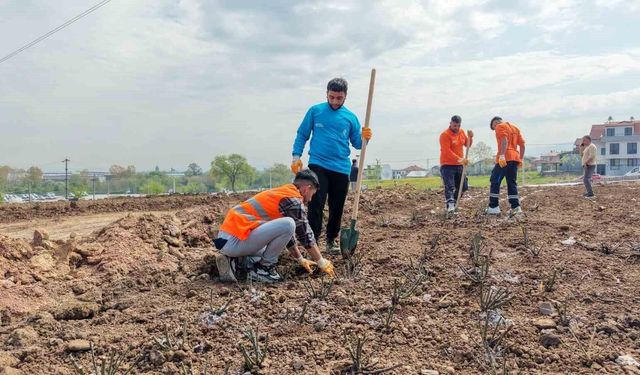 15 bin gül fidanı toprakla buluşuyor