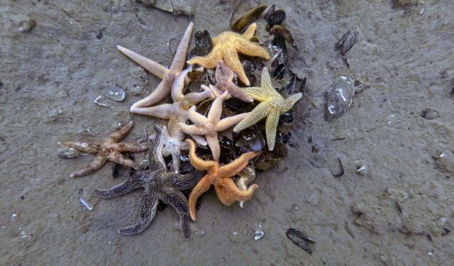 İzmit Körfezi'nden 1,8 milyon metreküp çamur çıkarıldı, deniz canlıları geri döndü