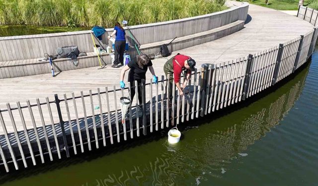 Millet Bahçesi göletinde bilimsel iyileştirme çalışması başladı