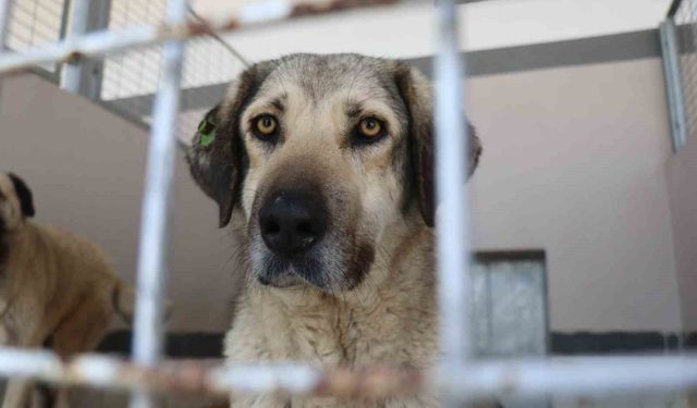 Şikayetler 100'den 20'ye indi