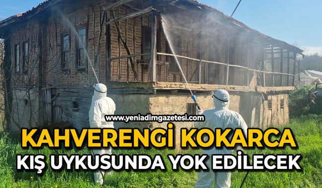 Kahverengi kokarca kış uykusunda yok edilecek