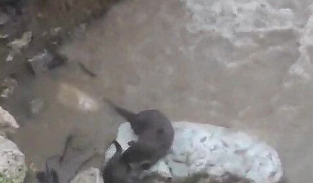 Su samurlarının deredeki oyunu kamerada