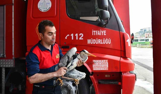 Yaralı gri balıkçıl için zamanla yarış