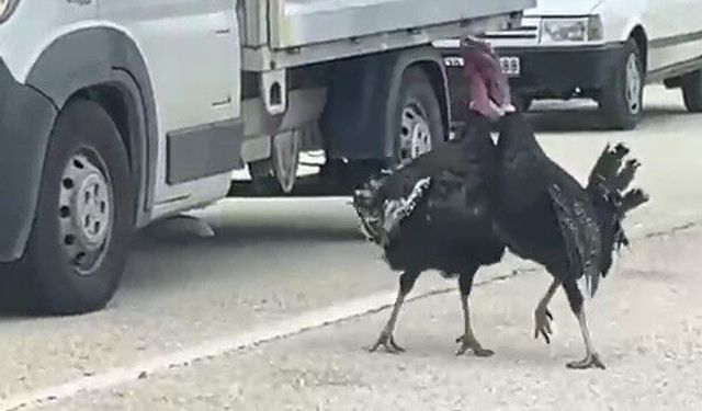Yol ortasındaki hindi kavgası trafiği durdurdu