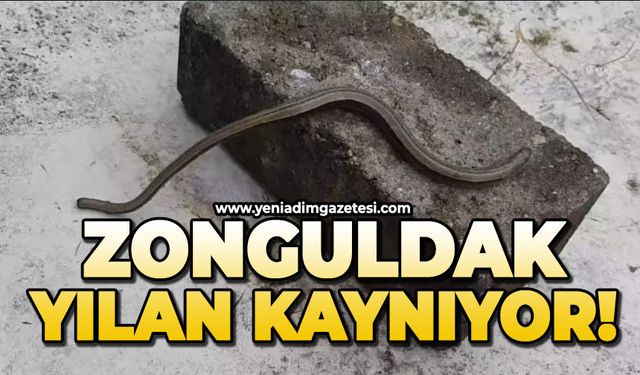 SİYASET