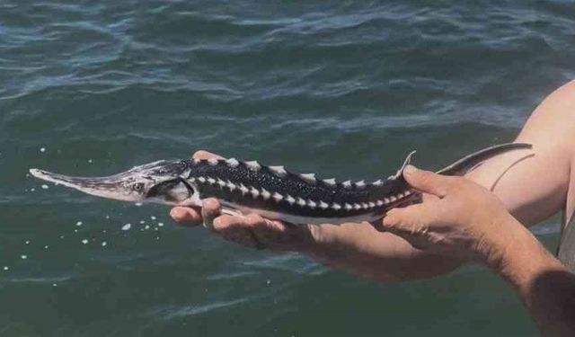 Ağlara takılan mersin balığı yeniden denize salındı