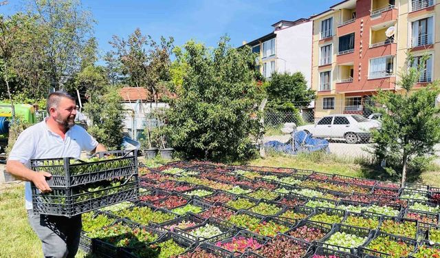Belediye 70 bin çiçekle ilçeyi rengarenk yapacak