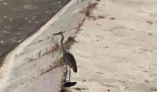 Gri balıkçıl ile martı aynı karede av bekledi