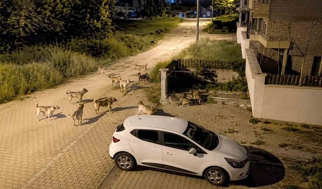 Mahallede köpek sürüsü tedirginliği