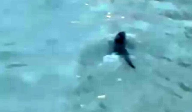 Nesli koruma altında olan su samuru ile denizde yunus balıkları görüntülendi