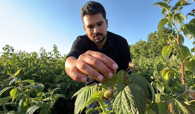 Bu tarlada istediğin kadar yiyip, topladığın kadar ödüyorsun