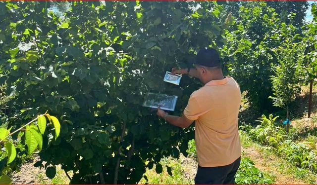Bolu'nun fındık rekoltesi için sahadan veri toplandı