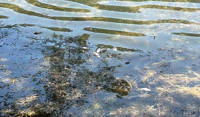 Doğa harikası Gölcük Tabiat Parkı'nda balık ölümleri yaşandı