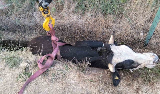 Kanala düşen inek için itfaiye seferber oldu