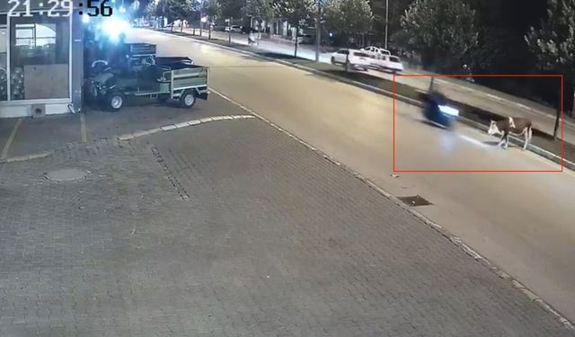 Motosikletle büyükbaş hayvana çarptı