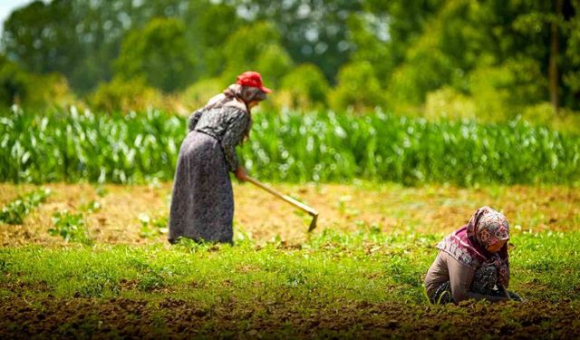 Tarım ve hayvancılığa 7 yılda 1,5 milyar lirayı aşkın destek sağlandı