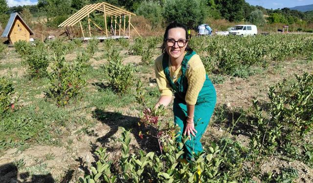 Toprakla buluşan şifa kaynağı 'aronya' hasat için gün sayıyor