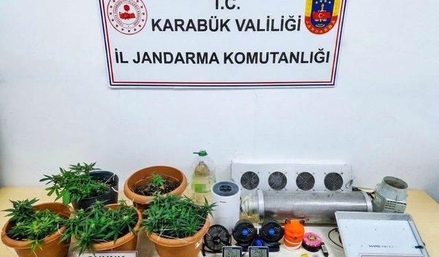 Uyuşturucu operasyonu: Skunk serası ortaya çıkarıldı