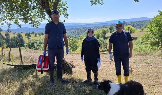 Yaylada küçükbaş hayvanlara aşılama ve küpeleme yaptılar