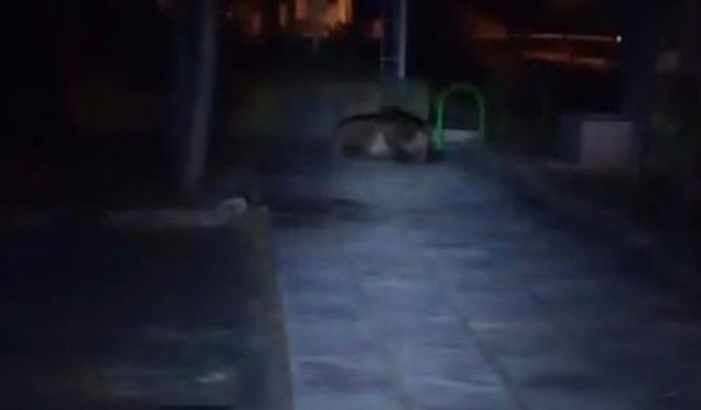 Çocuk parkına ayı girdi