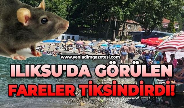 Ilıksu'da görülen fareler tiksindirdi!