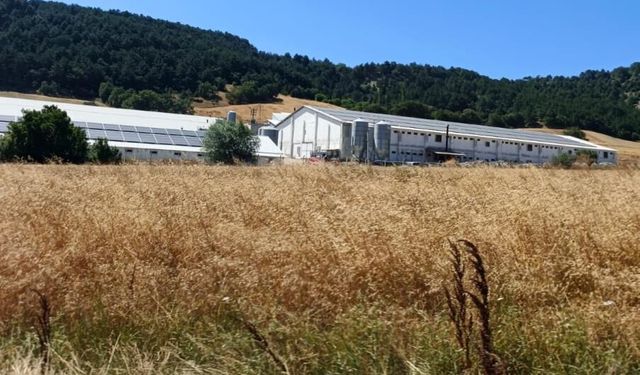 Hindi çiftliğinde korkutan yangın: Facianın eşiğinden dönüldü