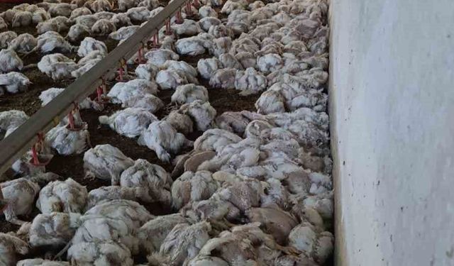 Kümesin havalandırması devre dışı kalınca 4 bin tavuk telef oldu