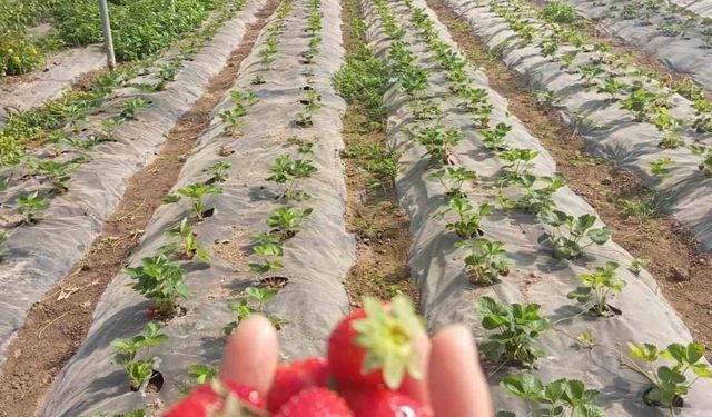 Üzümsü meyve bahçelerinde teknik kontrol yapıldı