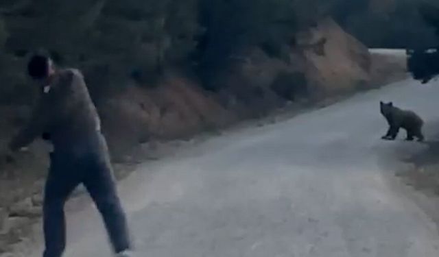 Bolu'da karşılarına çıkan ayıyı taşla kovaladılar