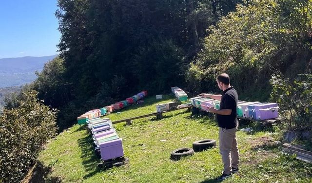 Düzce'de arılı kovan tespit çalışmaları sürüyor