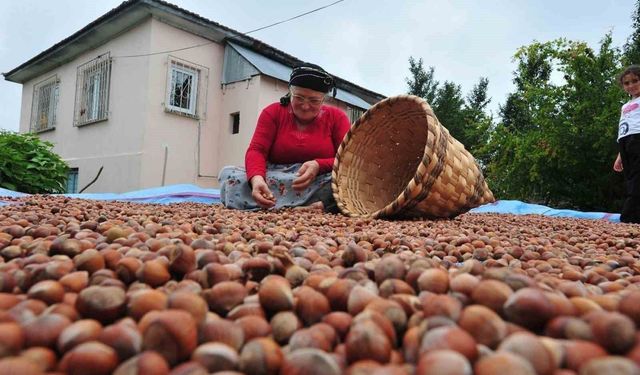 Düzce'den AB ülkelerine 7 bin 192 ton fındık ihraç edildi