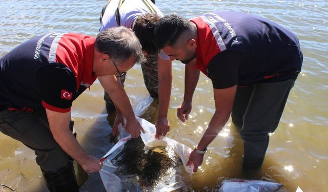 Taşlıyayla Göleti'ne 450 bin pullu sazan yavrusu bırakıldı