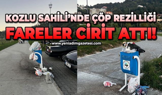 Kozlu Sahili’nde çöp rezilliği: Fareler cirit attı!