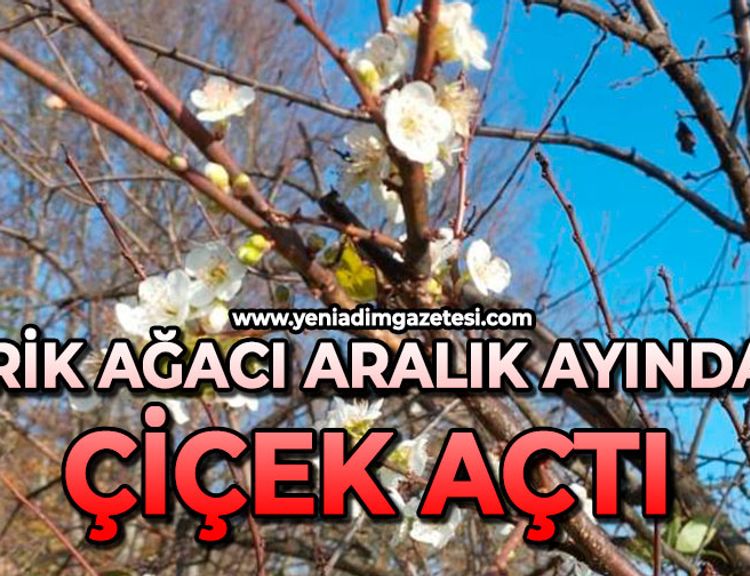 Erik ağacı aralık ayında çiçek açtı