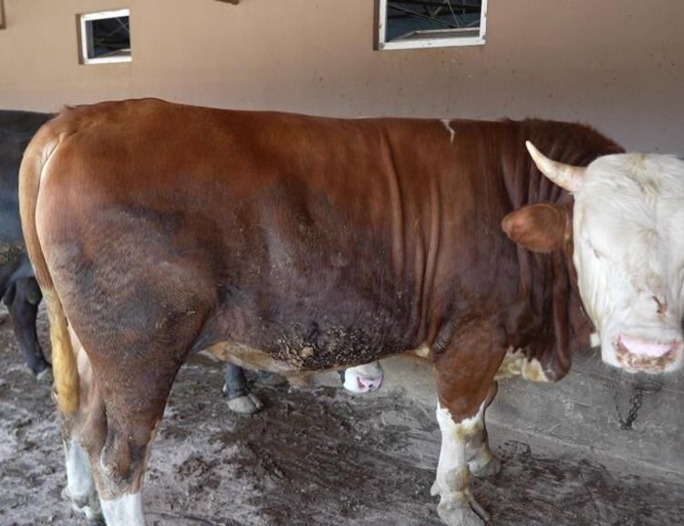 Çiftliğin gözdesi 1 ton 300 kiloluk tosun oldu