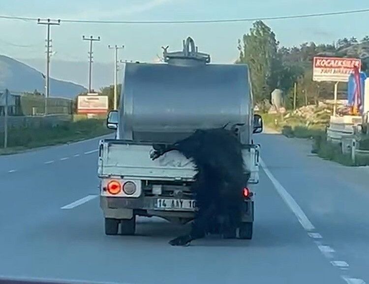 Kurbanlığı araçtan sarkıtıp kilometrelerce sürükledi