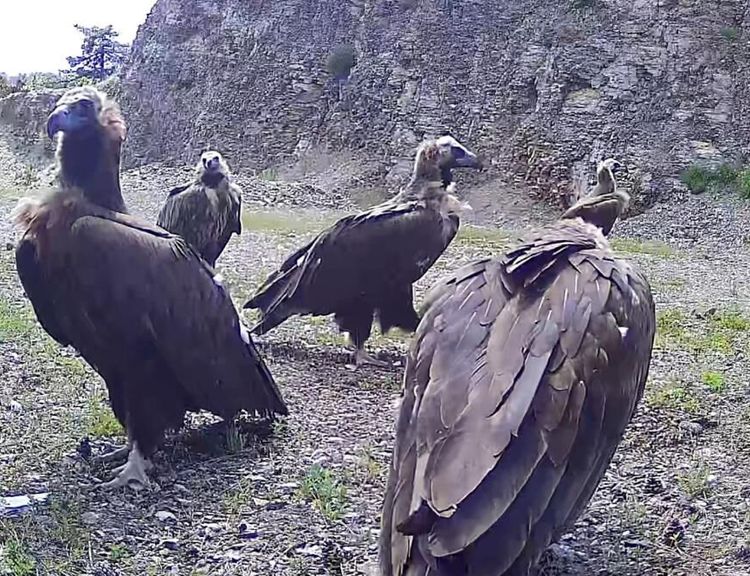 Nesli tehlike altında olan kara akbabalar görüntülendi