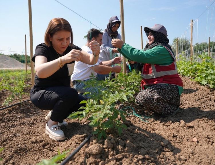 Ata tohumu üretimi büyüyor