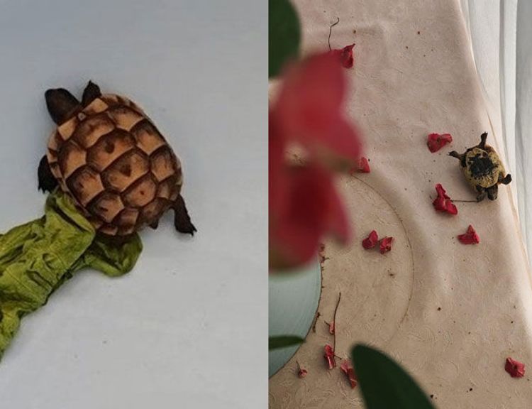 Asma tavandan gelen ses korkusu sürpriz sonla bitti