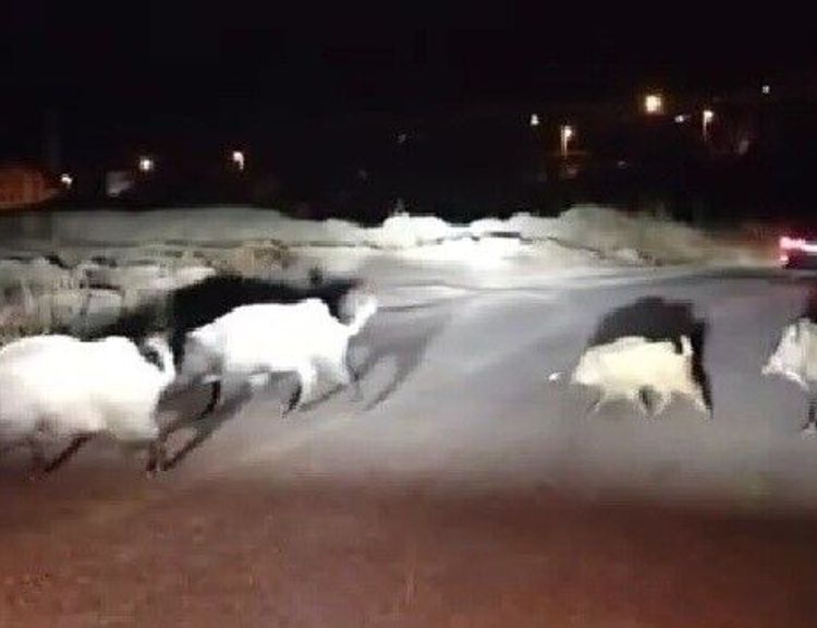 Domuzlara yol tarifi gülümsetti