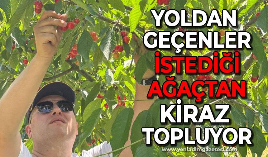 Yoldan geçenler istediği ağaçtan kiraz topluyor!