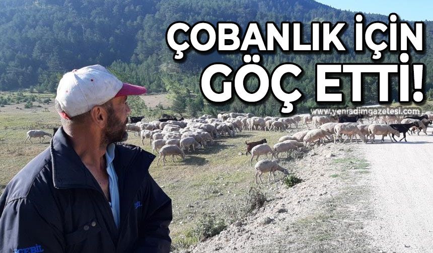 Bartın'dan çobanlık için Bolu'ya gitti
