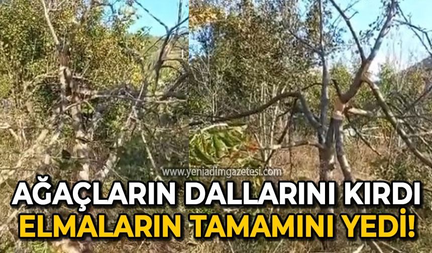 Ağaçların dallarını kırdı: Elmaların tamamını yedi!