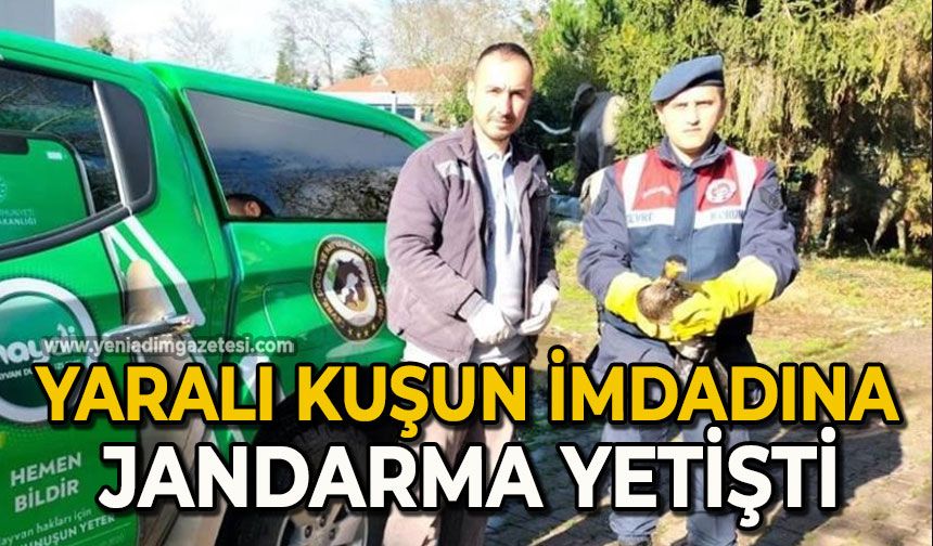 Yaralı kuşun imdadına jandarma yetişti
